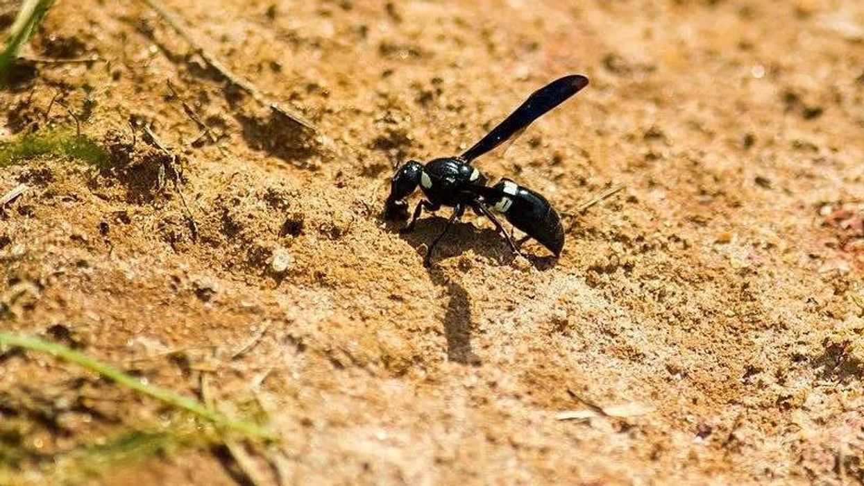 Four-Toothed mason wasp facts are all about their nesting habits, appearance, and distribution.