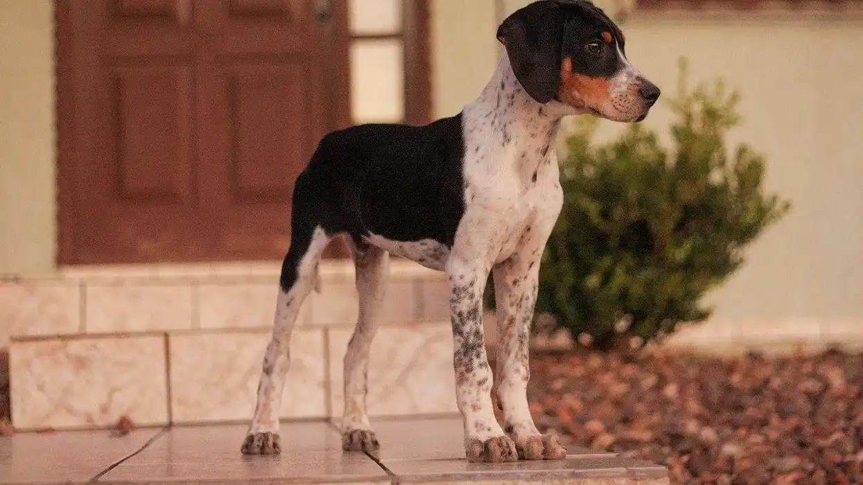 Fox hound facts about the species that has a strong connection with George Washington.
