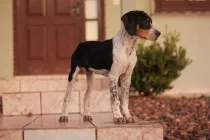 Fox hound facts about the species that has a strong connection with George Washington.