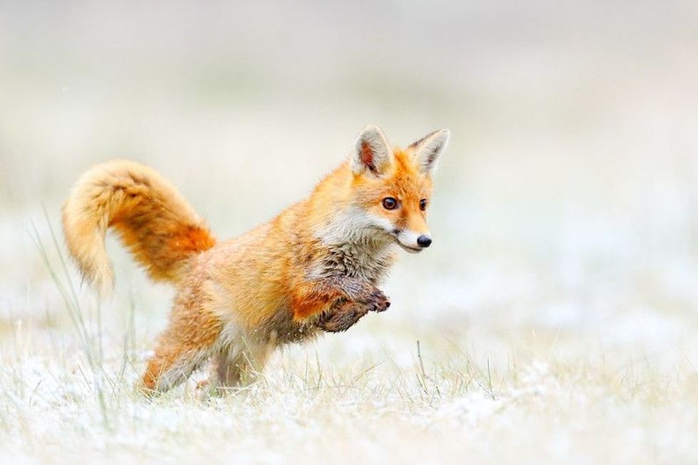 Fox jump on the forest meadow with first snow.