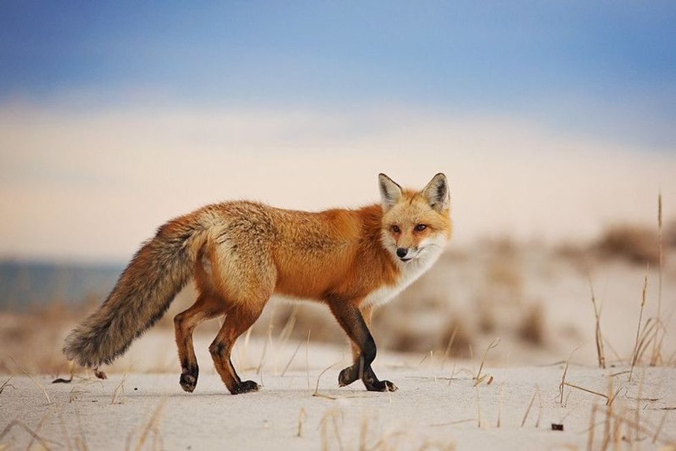 Fox looking beside while walking in desert.