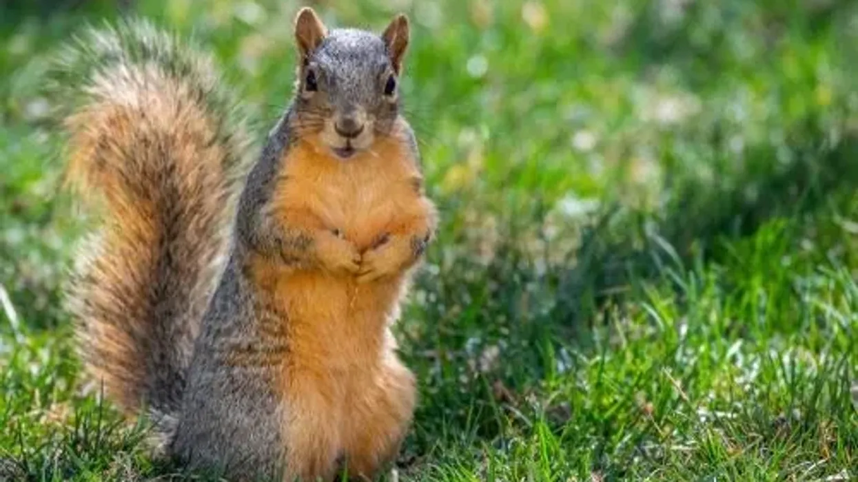 Fox squirrel facts are interesting.