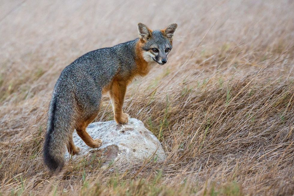 Fox standing on a rock looking for food