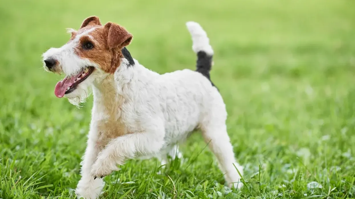 Fox Terrier facts are extremely educational and beneficial if one wants to learn about dogs in detail.