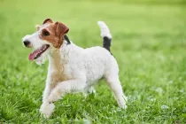 Fox Terrier facts are extremely educational and beneficial if one wants to learn about dogs in detail.