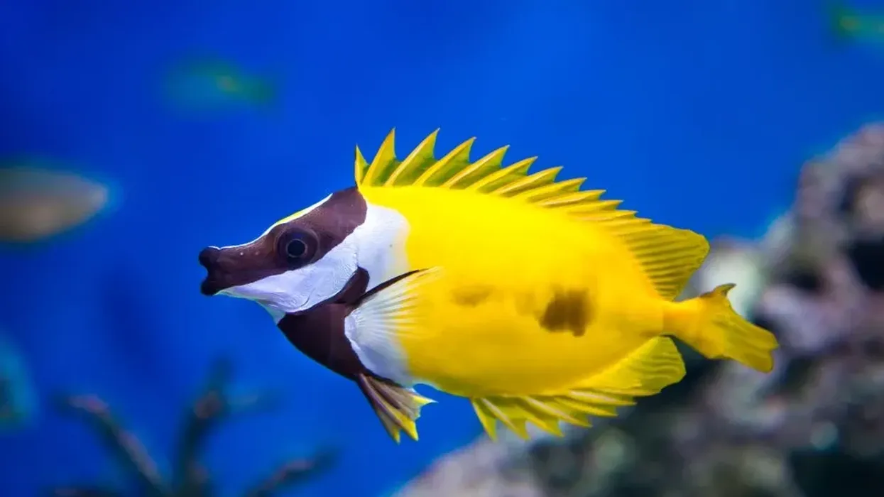 Foxfish Rabbitfish facts that when threatened, the fish brings out its venomous spines.
