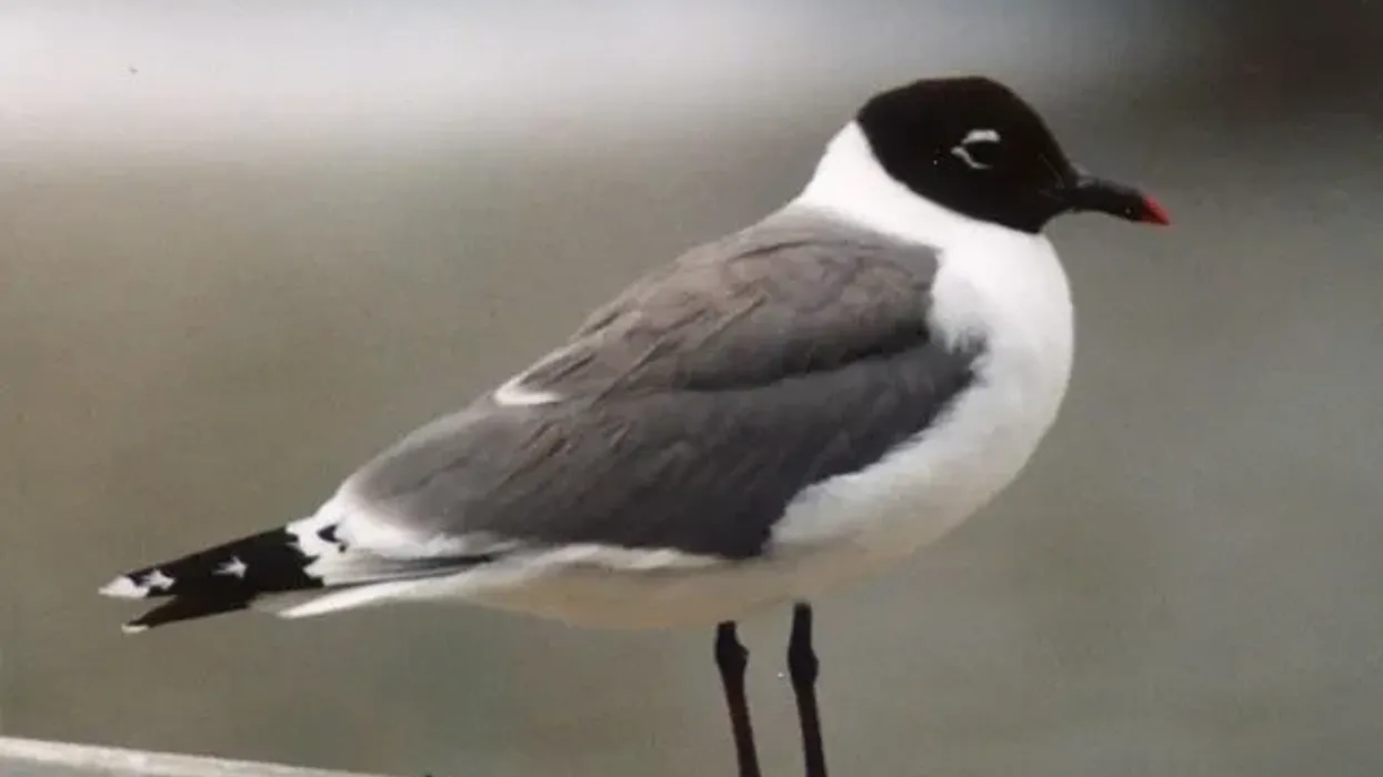 Franklin gull facts tell us a lot about birds from North America.