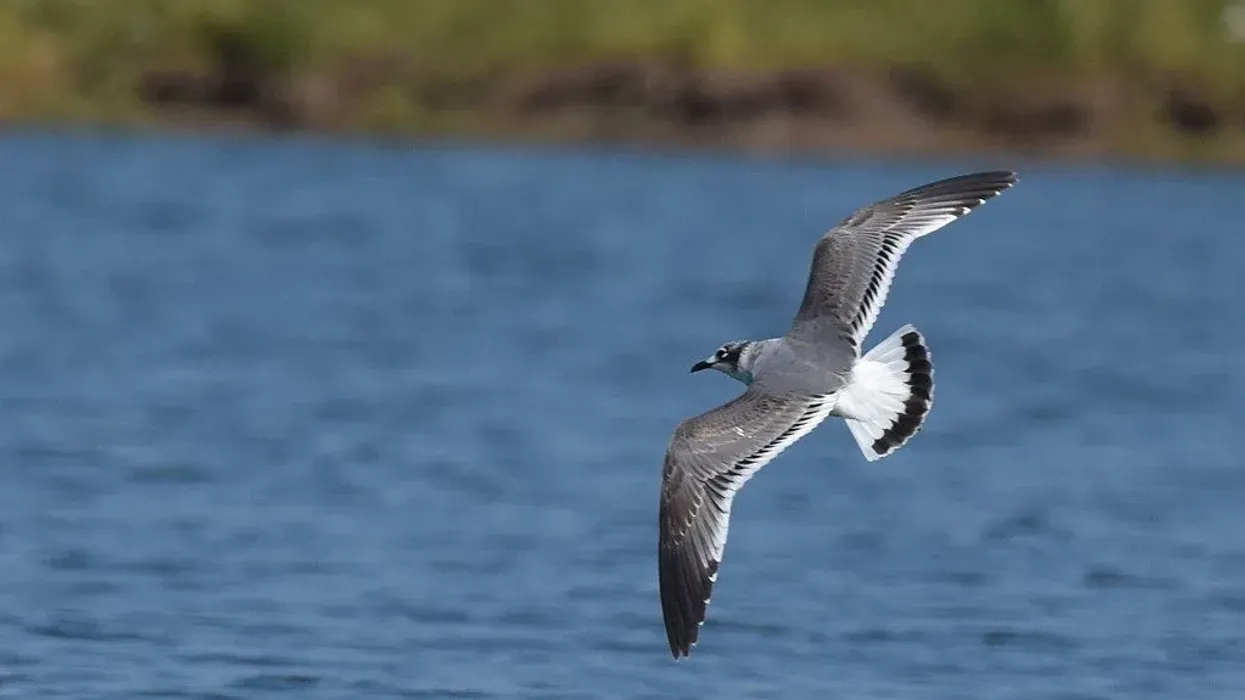 Franklin's Gull Fact File