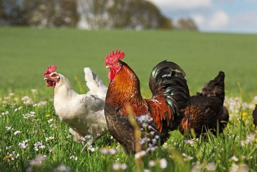 Free-range Poultry Running in the Meadow