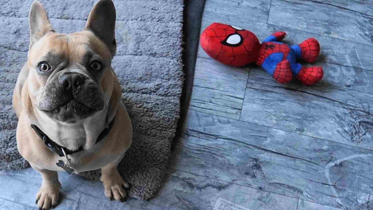 French Bulldog facts and information are interesting for kids.