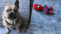French Bulldog facts and information are interesting for kids.