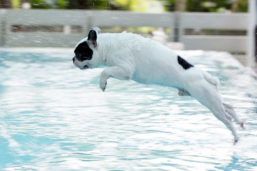 French Bulldog jumping into the pool