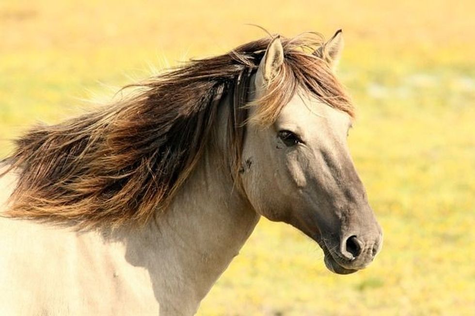 French horse names are related to the French language and are widely used to select a name for a horse.