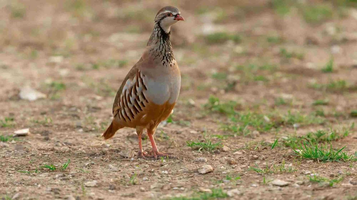 French partridge facts are about their distribution, breeding habits, and habitats
