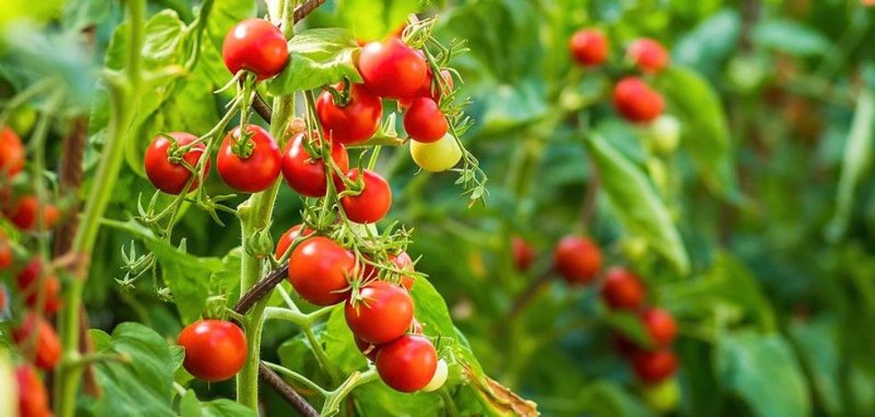 Fresh bunch of red natural tomatoes on a branch in organic vegetable garden