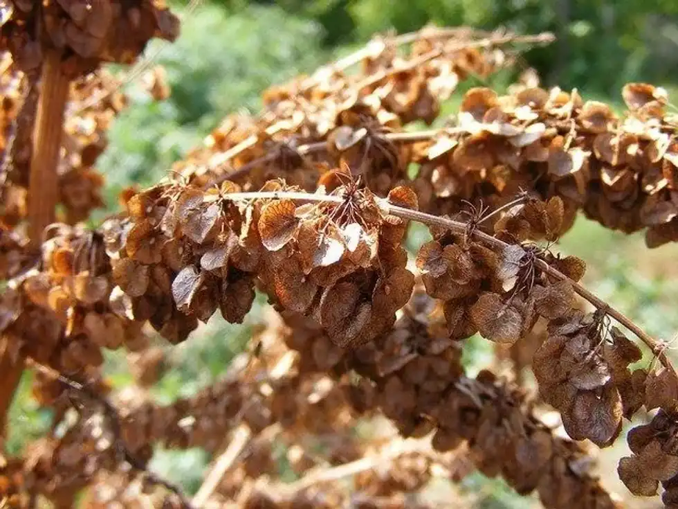 Fresh roots of the curly dock are used to cure skin conditions and internal parasites and roots to broader use. Learn more curly dock facts here!