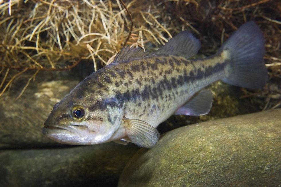 Fresh water fish Largemouth Bass (Micropterus salmoides)