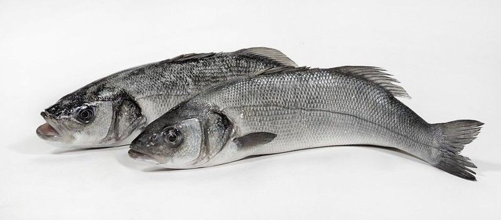 Fresh whole sea basses on white background