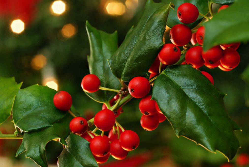 Freshly cut holly branch as holiday decor with defocused Christmas tree and lights