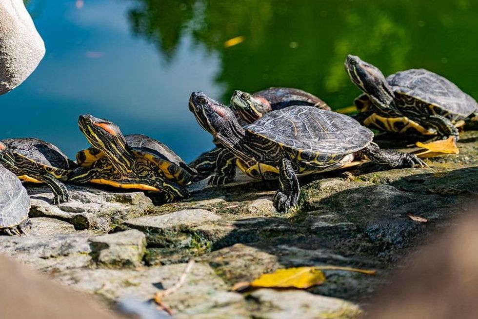 What Is A Group Of Turtles Called? Why Do Turtles Team Up? 