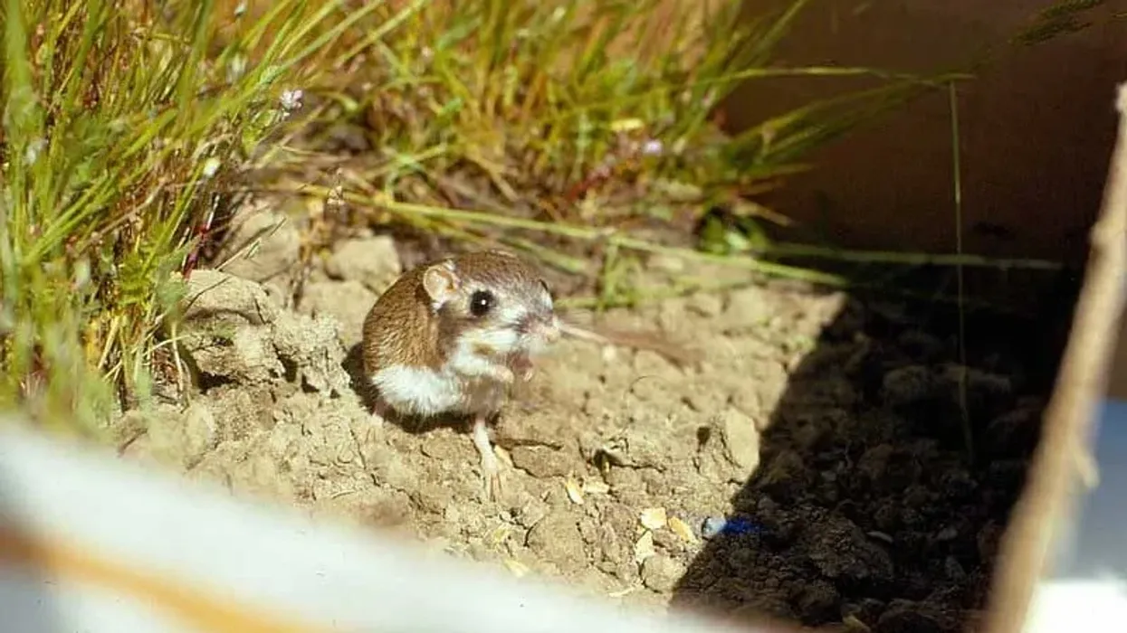 Fresno kangaroo rat facts, the smallest subspecies of San Joaquin kangaroo rat