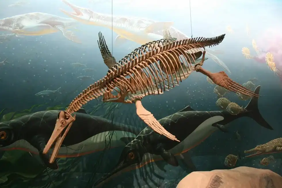Fresnosaurus facts talk about their description.