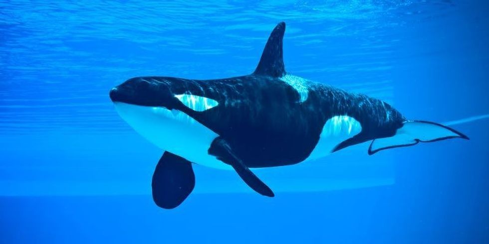 Do Orcas Eat Moose? Deep Diving Into An Orca's Dietary Preferences | Kidadl