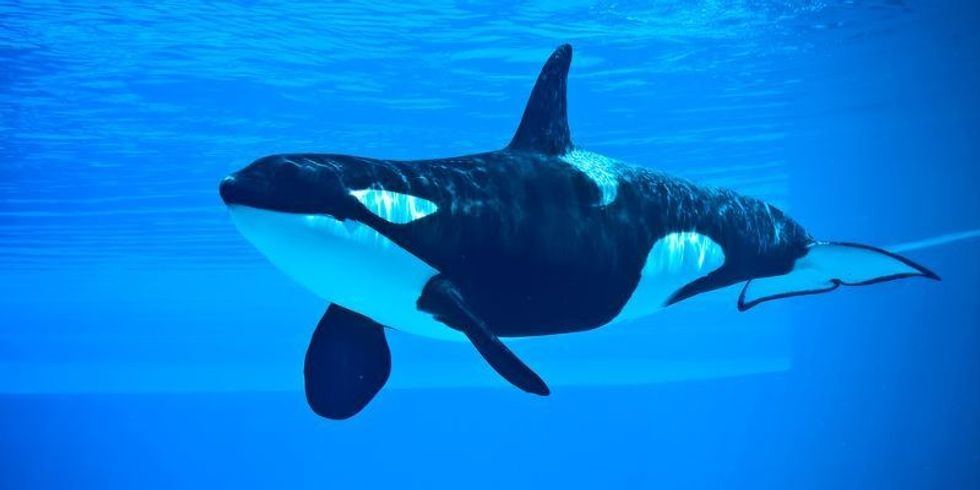 Friendly Killer Whale underwater