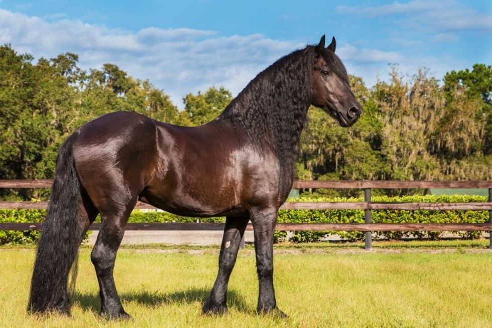 Friesian horse standing in grass.