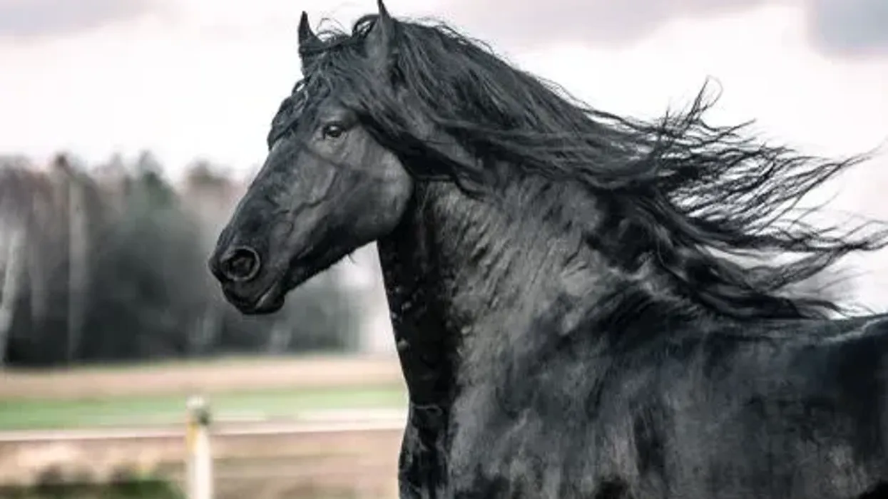 Friesian horses facts are educational!
