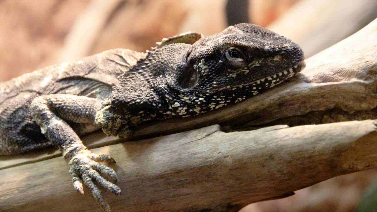 Frilled lizard facts on the frilled dragon from Australia