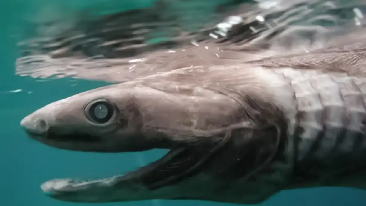 Frilled shark facts like the deep sea frilled shark (Chlamydoselachus anguineus) looks like a snake and is among the oldest shark species around today are interesting)