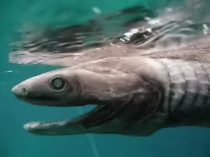 Frilled shark facts like the deep sea frilled shark (Chlamydoselachus anguineus) looks like a snake and is among the oldest shark species around today are interesting)