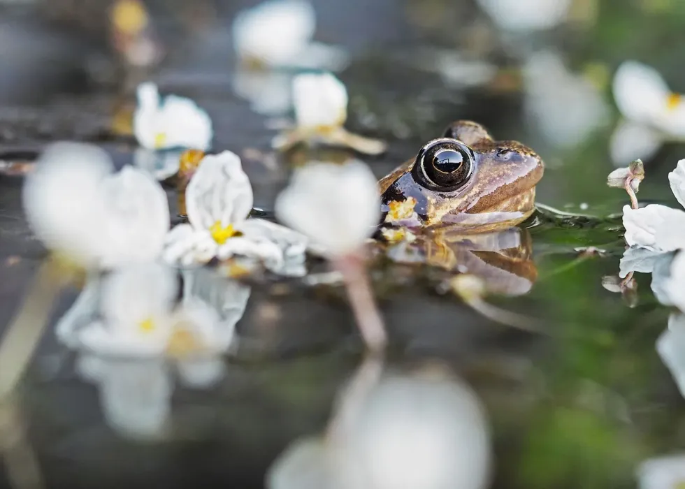 Frog breathing is a really cool method by which frogs can breathe on land and water.