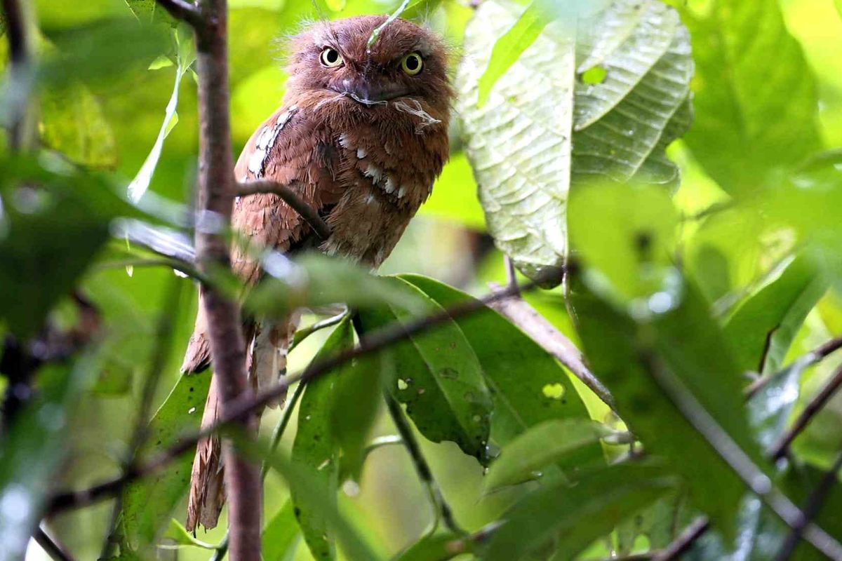 Frogmouth bird facts help us to learn more about this bird which has a mouth similar to frogs.
