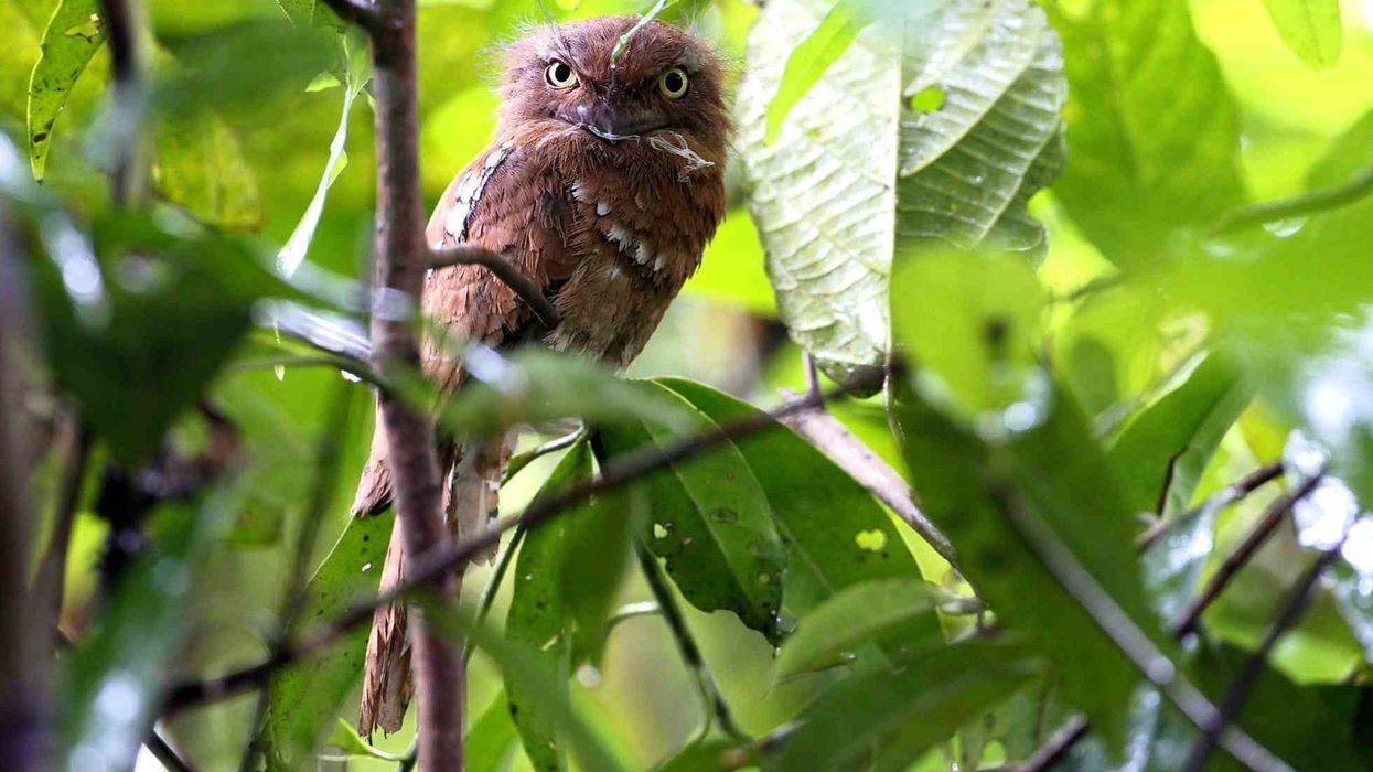 Frogmouth bird facts help us to learn more about this bird which has a mouth similar to frogs.