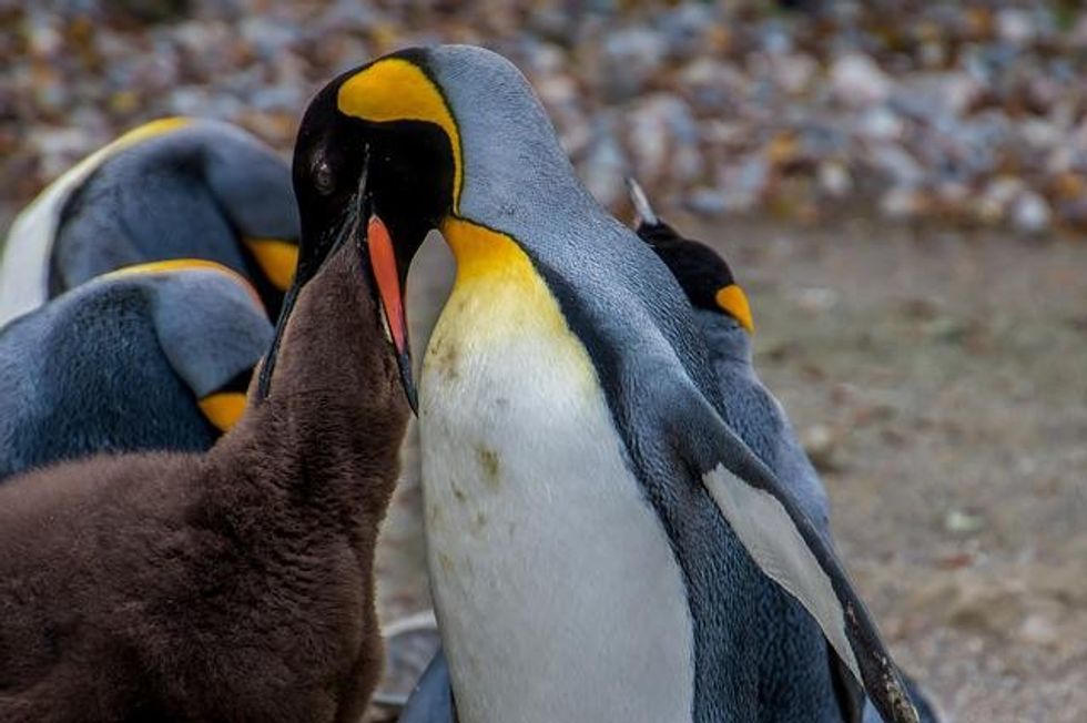 From one-foot-tall blue penguins to Gentoo penguins, which can reach speeds of 22 miles an hour in the water, these birds are loved by all. Scroll down to learn more fascinating penguin facts.