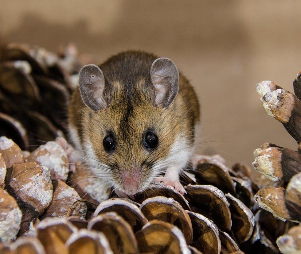 Front facial view of a wild brown house mouse.