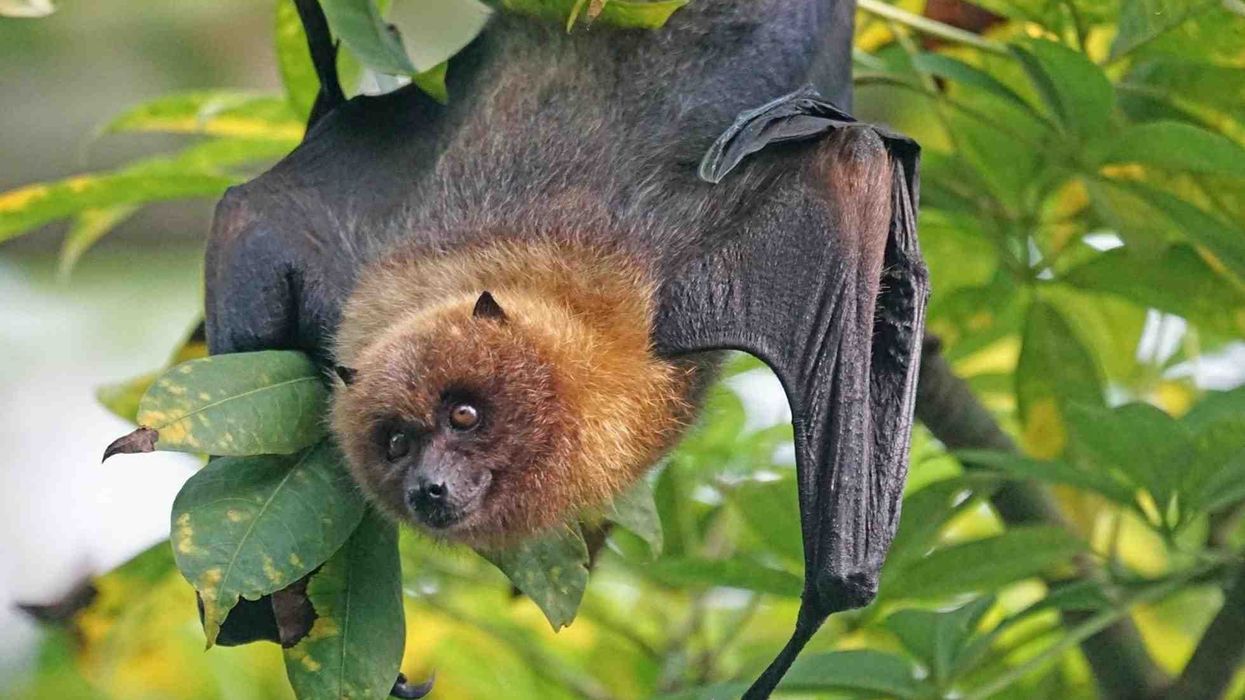 Fruit bat facts are about the mammal from the Pteropodidae family.
