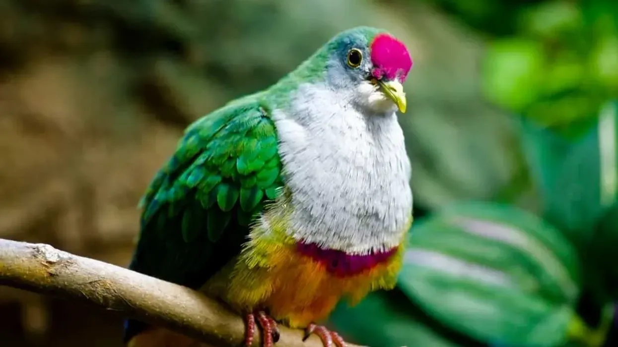 Fruit dove facts like a male Jambu fruit dove is more colorful than the female are interesting