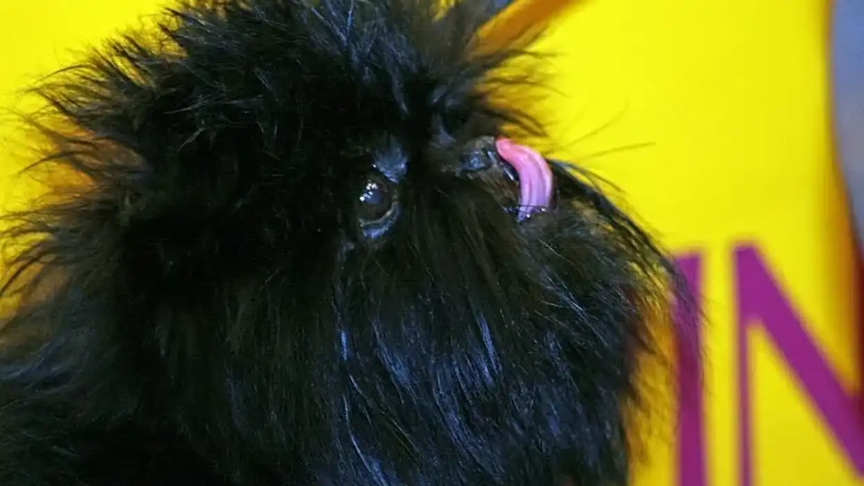 Fun Affenhuahua facts including food habits, shedding, temperament, grooming, and health.