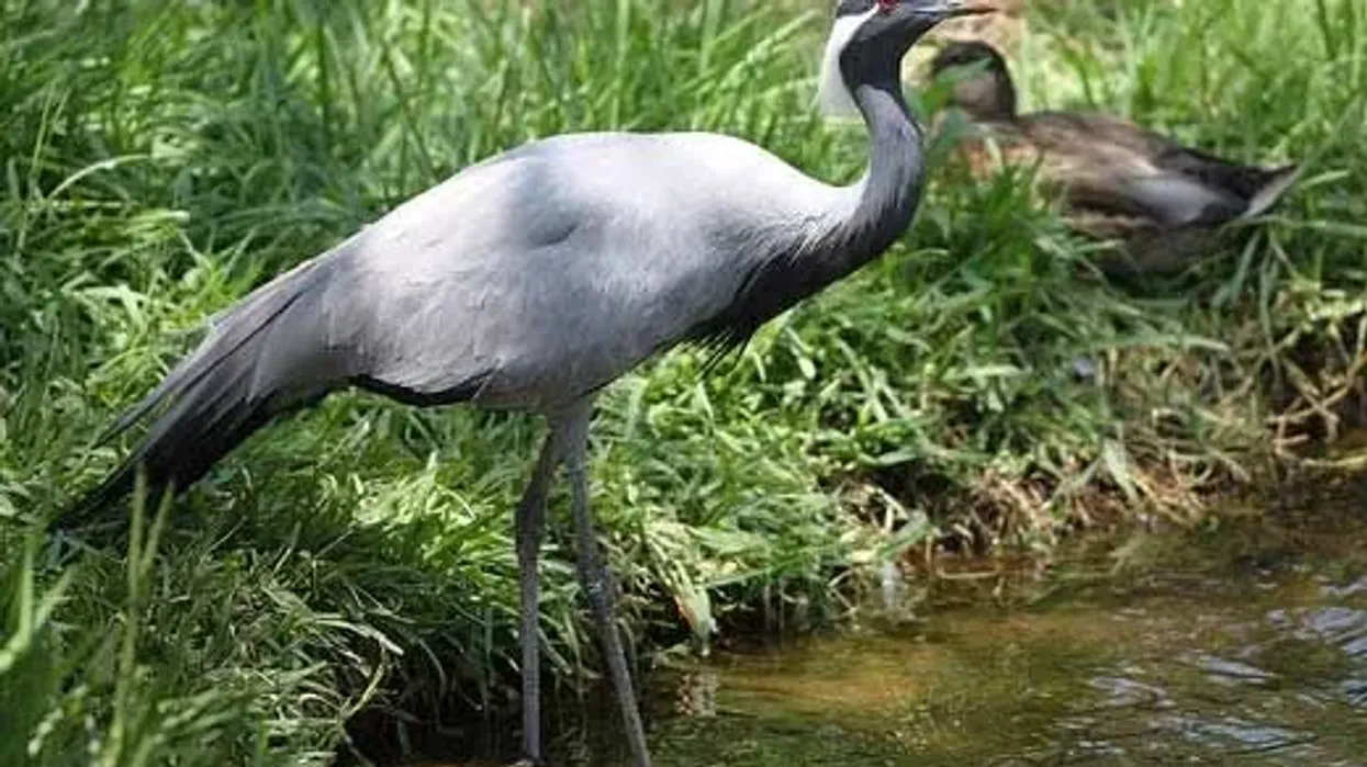 Fun and informative demoiselle crane facts for everyone