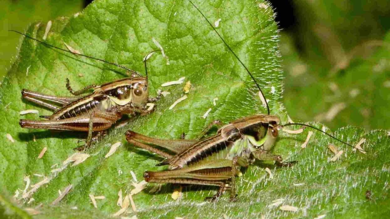 Fun and interesting grasshopper facts for kids