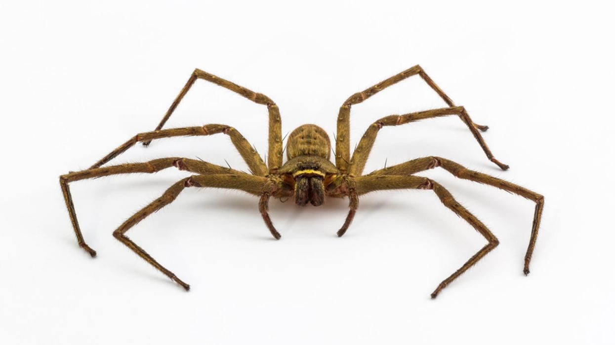 Fun and interesting hobo spider facts for spider lovers.