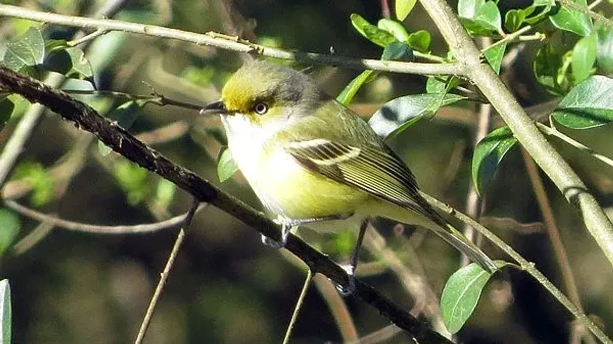 Fun and interesting white-eyed vireo facts for everyone.