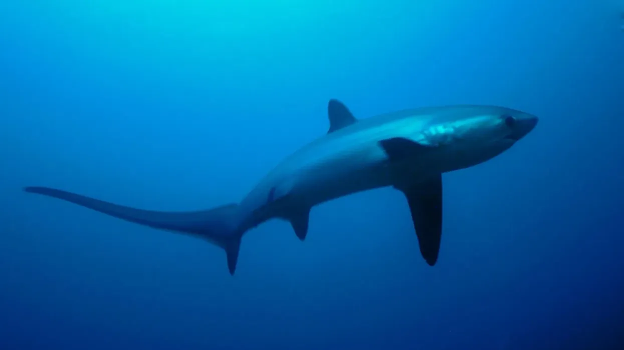 Fun common thresher shark facts for kids.