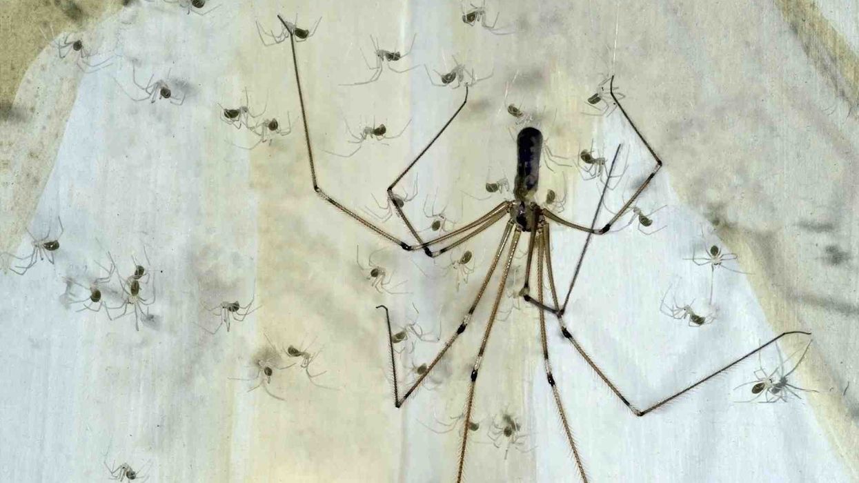 Fun daddy long legs facts for kids to know.