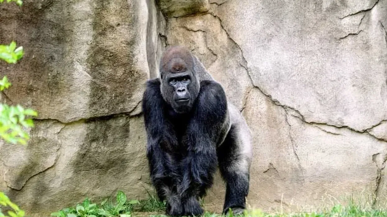 Fun facts about gorillas for kids