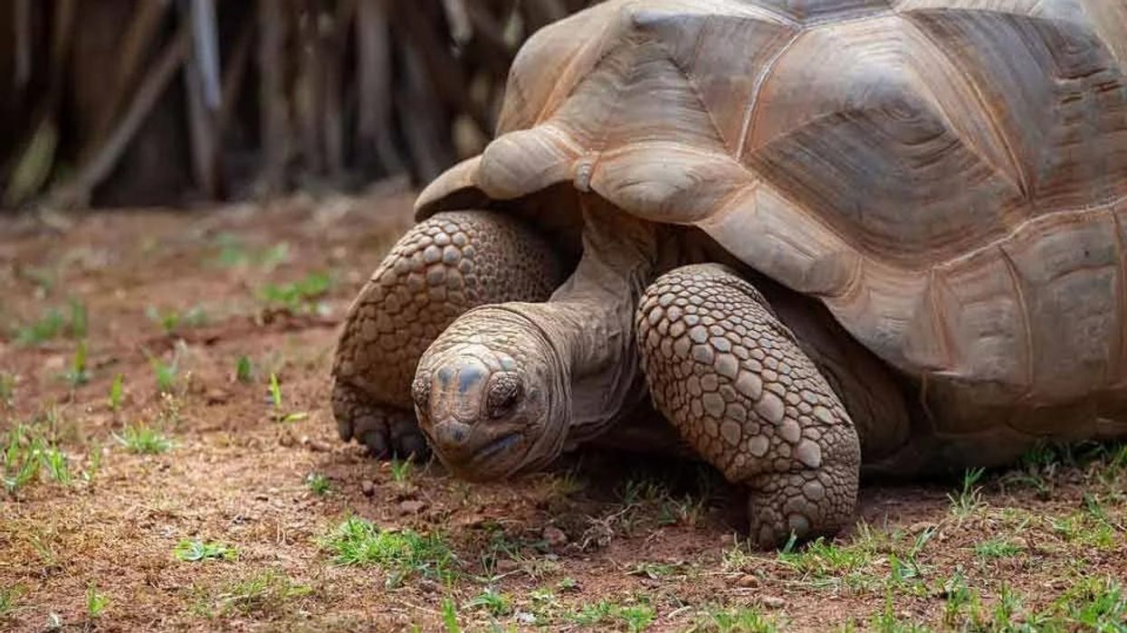 Fun facts about the Aldabra giant tortoise which is the longest living animal.