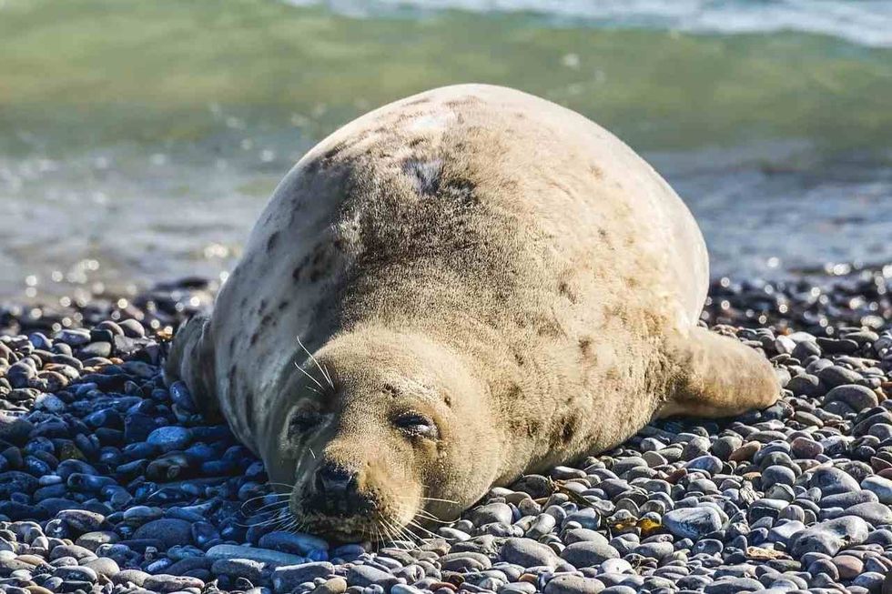 fun facts about these marine animals